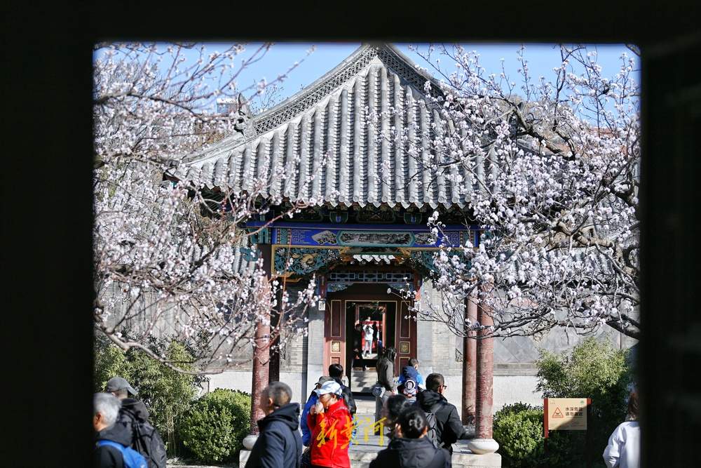 趵突泉万竹园杏花开 娇艳芬芳“醉”游人