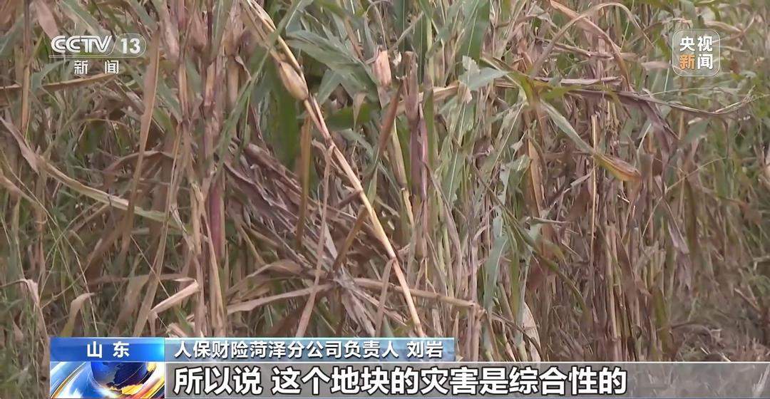 山东秋粮保卫战，挖沟排涝、笼子晾粮、保险赔款，一个都不能少