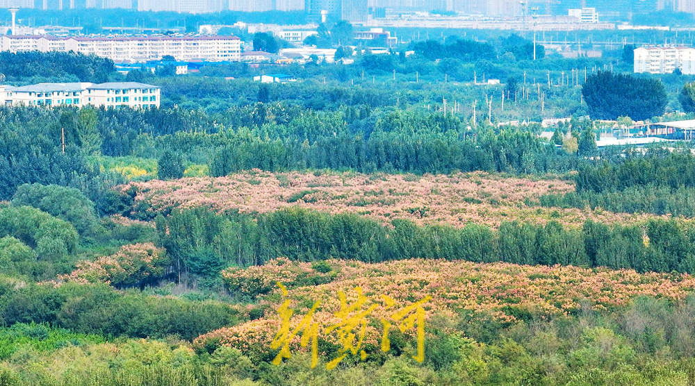 深秋的第一批红叶“尽染”玉符河 颗颗红果挂满树