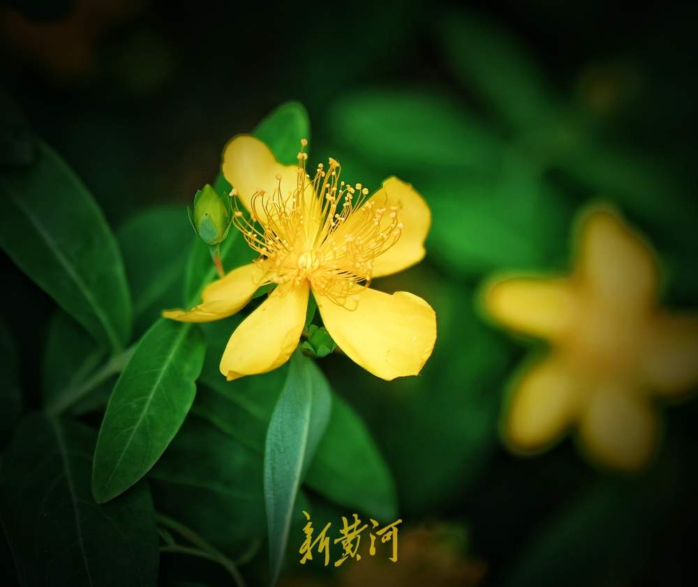 花蕊灿若金丝！济南泉城公园金丝桃花盛放