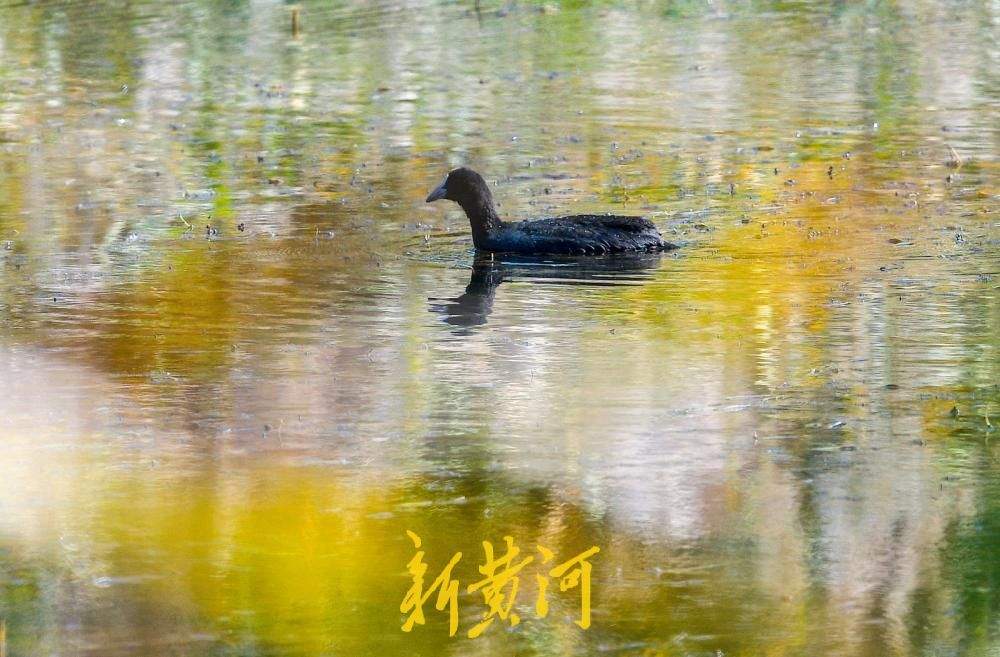 深秋时节候鸟至，白骨顶鸡到访济南玉符河