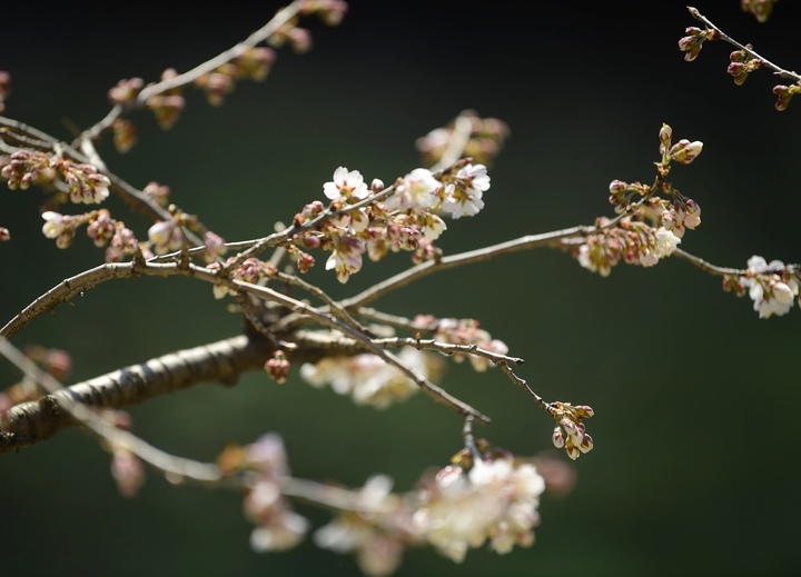 柳嫩花枝俏河畔春意闹