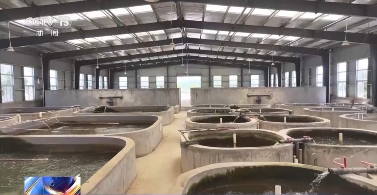 10万尾中华鲟今日放归长江 看“水中国宝”如何养大