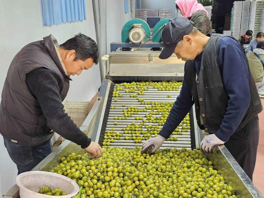 省情研究所|片区化推进乡村振兴的山东实践:从“连片”向“深融”