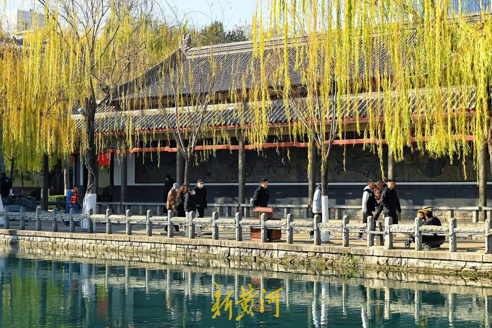 济南泉畔翠柳披“金”绘就冬日美景