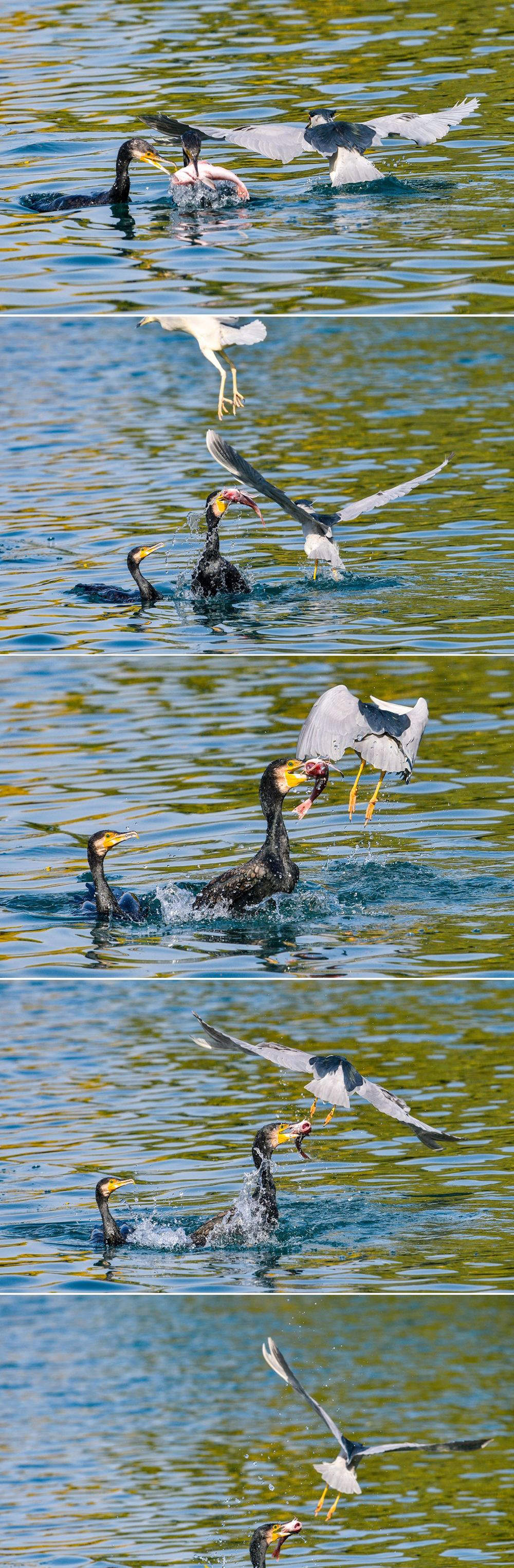 鸟“吃货团”来济，做客大明湖“聚餐”