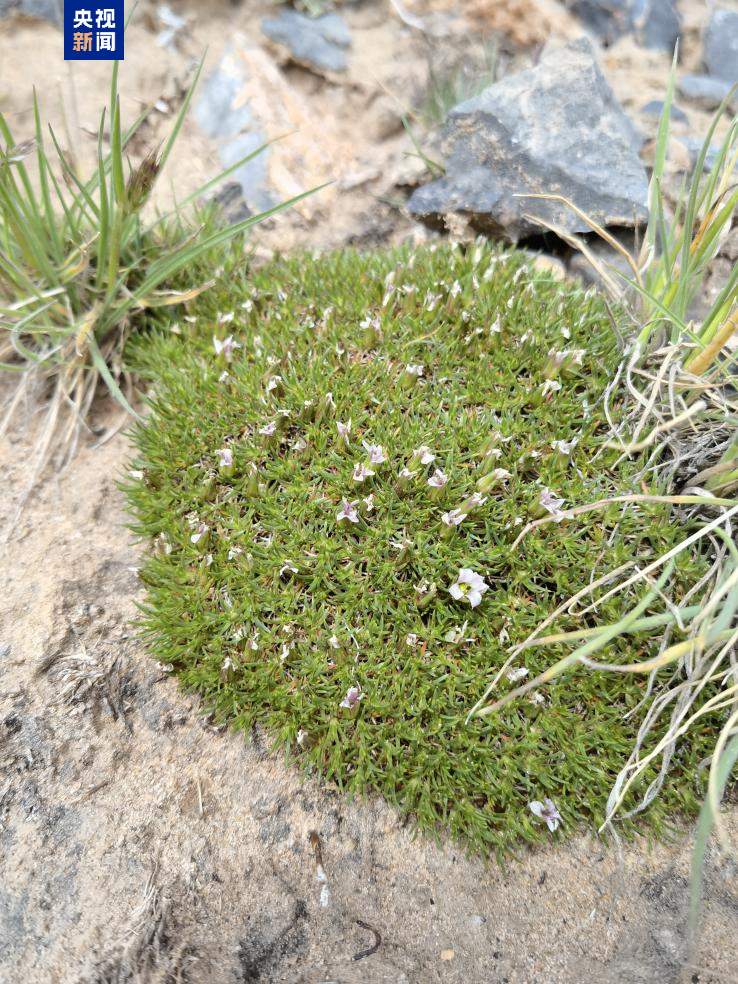 第二次青藏科考队发现青藏高原近400米最厚冰川