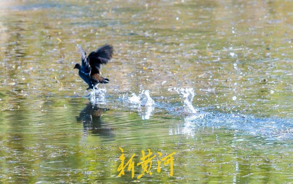 深秋时节候鸟至，白骨顶鸡到访济南玉符河