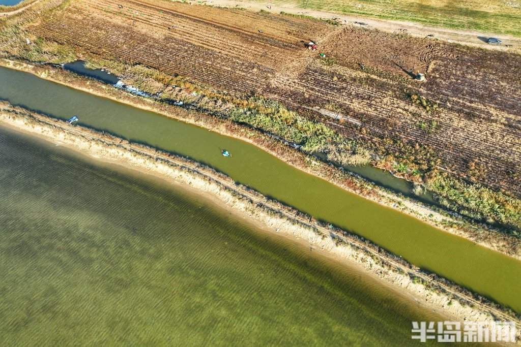 盐碱地上的“甜蜜”