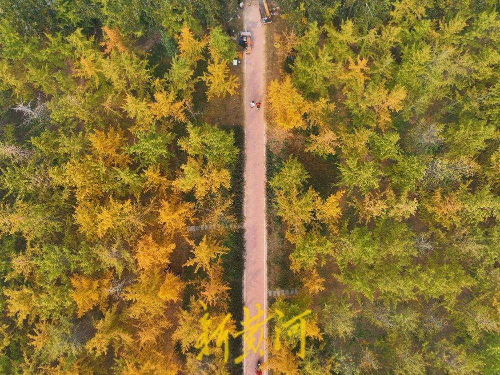 绝美秋景！济南黄河岸边千亩银杏林进入最佳观赏期