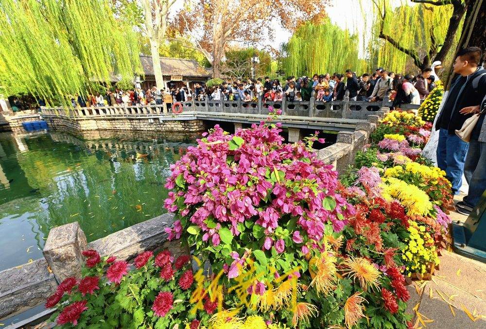 多彩菊花绽放趵突泉畔，扮靓初冬泉城