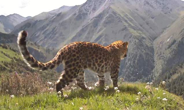 雪豹金钱豹先后登场 四川洛须保护区首次捕捉到珍贵画面