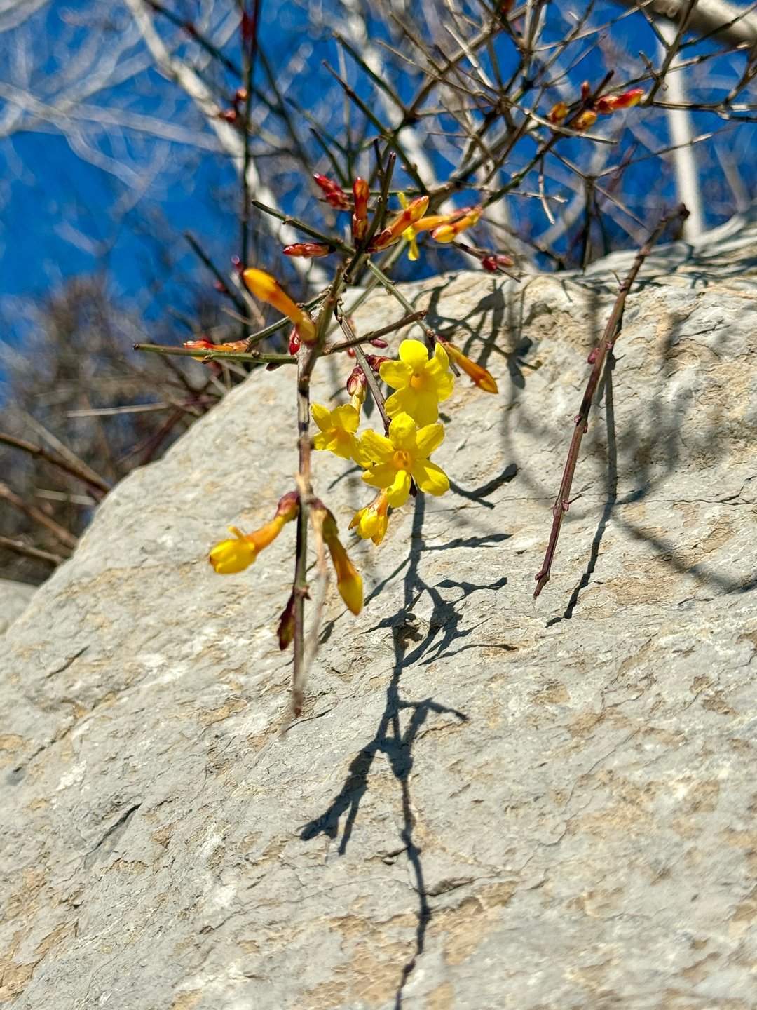 济南洪山：立春时节迎春黄