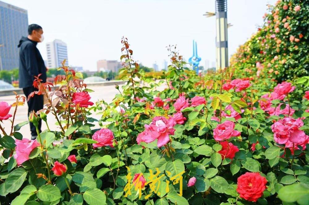一年四季 泉在济南丨泉城广场月季花廊花团锦簇，美如“莫奈花园”