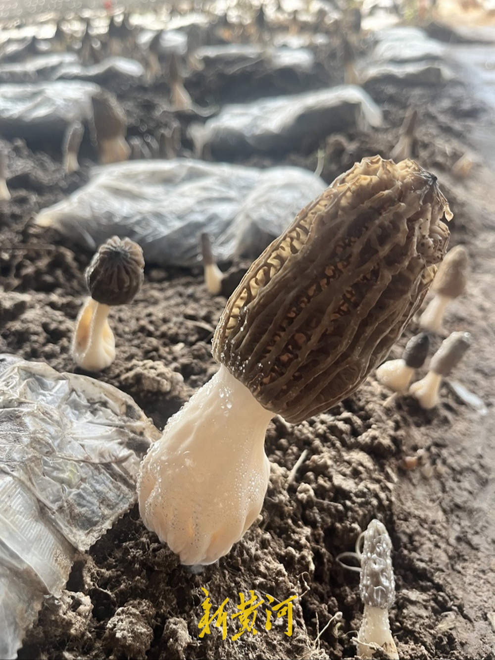 亩产增收数万元,小小羊肚菌撑起“致富伞”