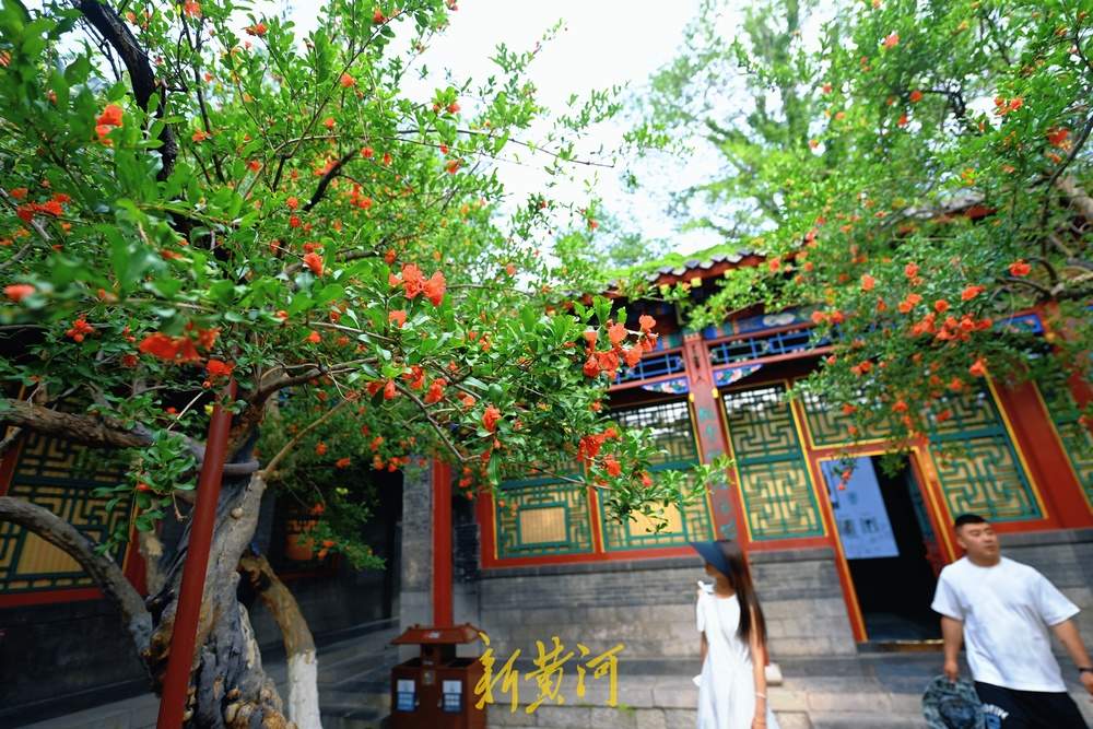 一年四季 泉在济南丨趵突泉畔石榴花开正盛，火红与古典建筑相映成趣