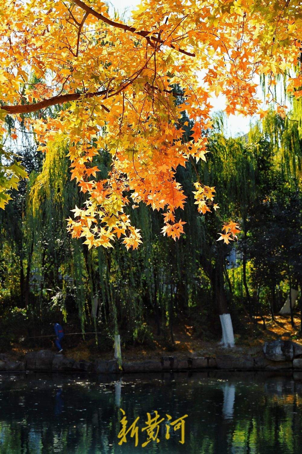 趵突泉公园万竹园内枫叶进入最佳观赏期，泉畔“枫”景独好