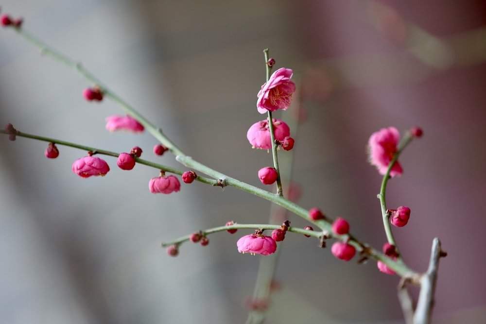 提前两个多月开放，趵突泉畔“梅”景迷人