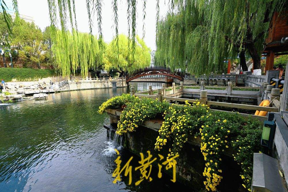 金菊绽放 扮靓冬日济南护城河畔