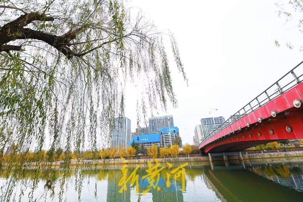 一年四季 泉在济南丨小清河岸畔垂柳披金，冬日韵味渐浓