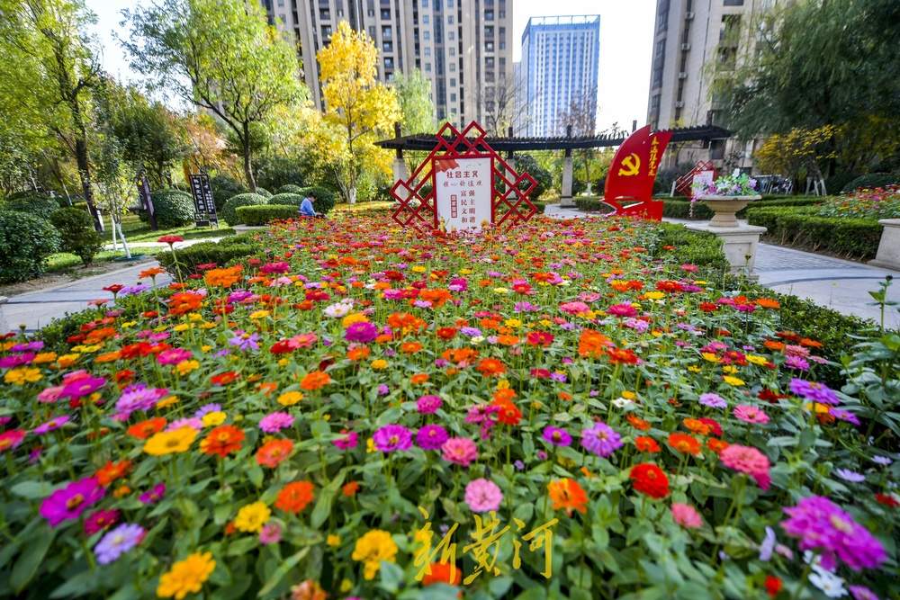 百日菊娇艳盛开，济南这个社区里初冬时节花开正盛