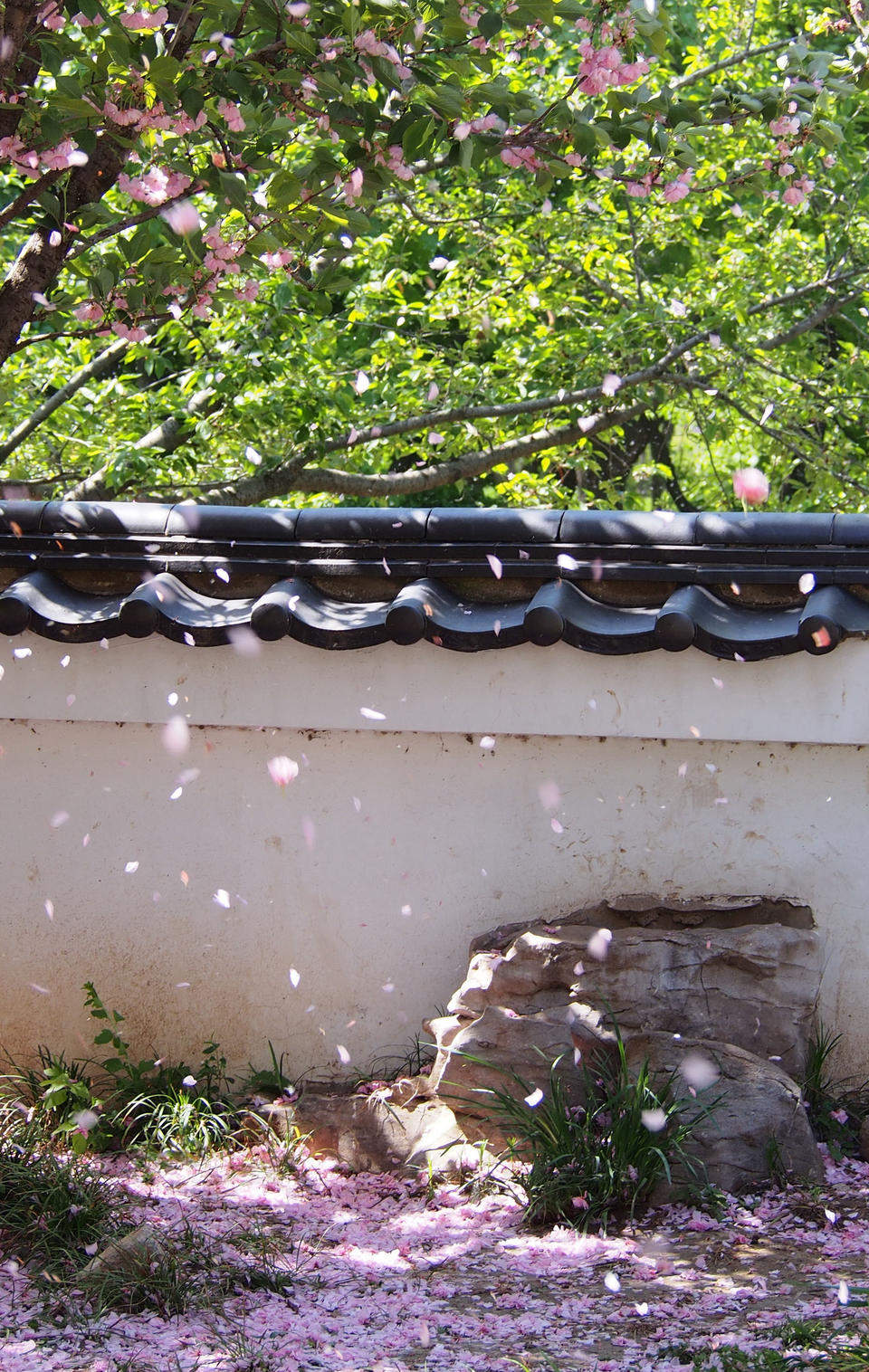 晚樱轻别春，泉城留香痕