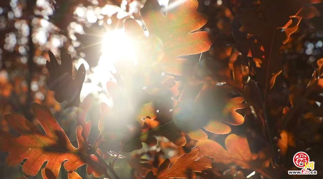 融媒·画像丨此生如橡树，风雨立青山——陈克伟的苗木人生