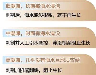 人民日报记者一线调研:山东东营黄河口治“草”记