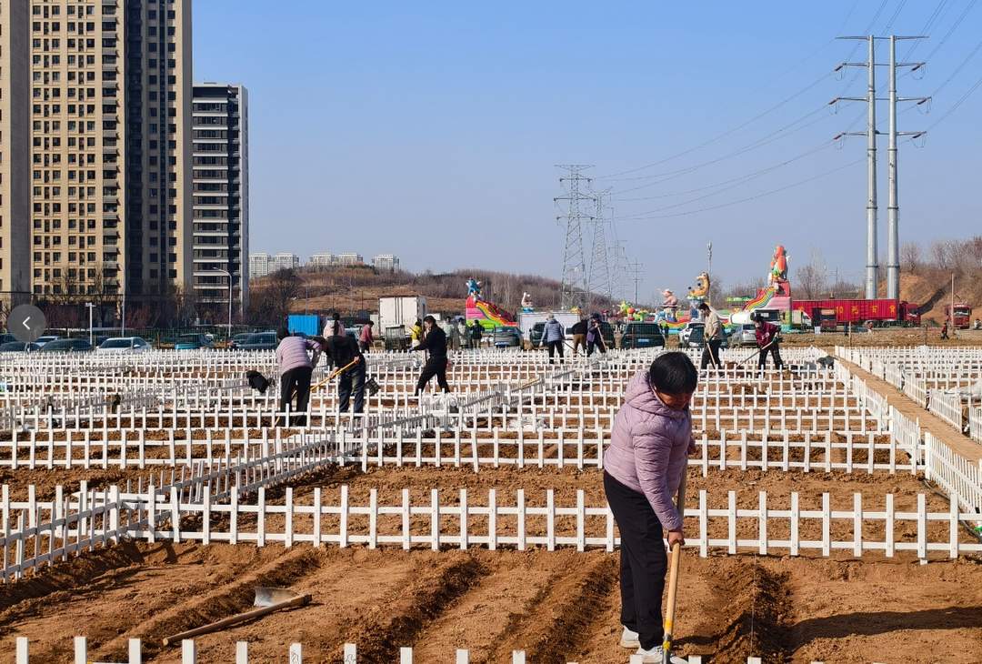 9天租出近200块地，济南共享菜地缘何走红？
