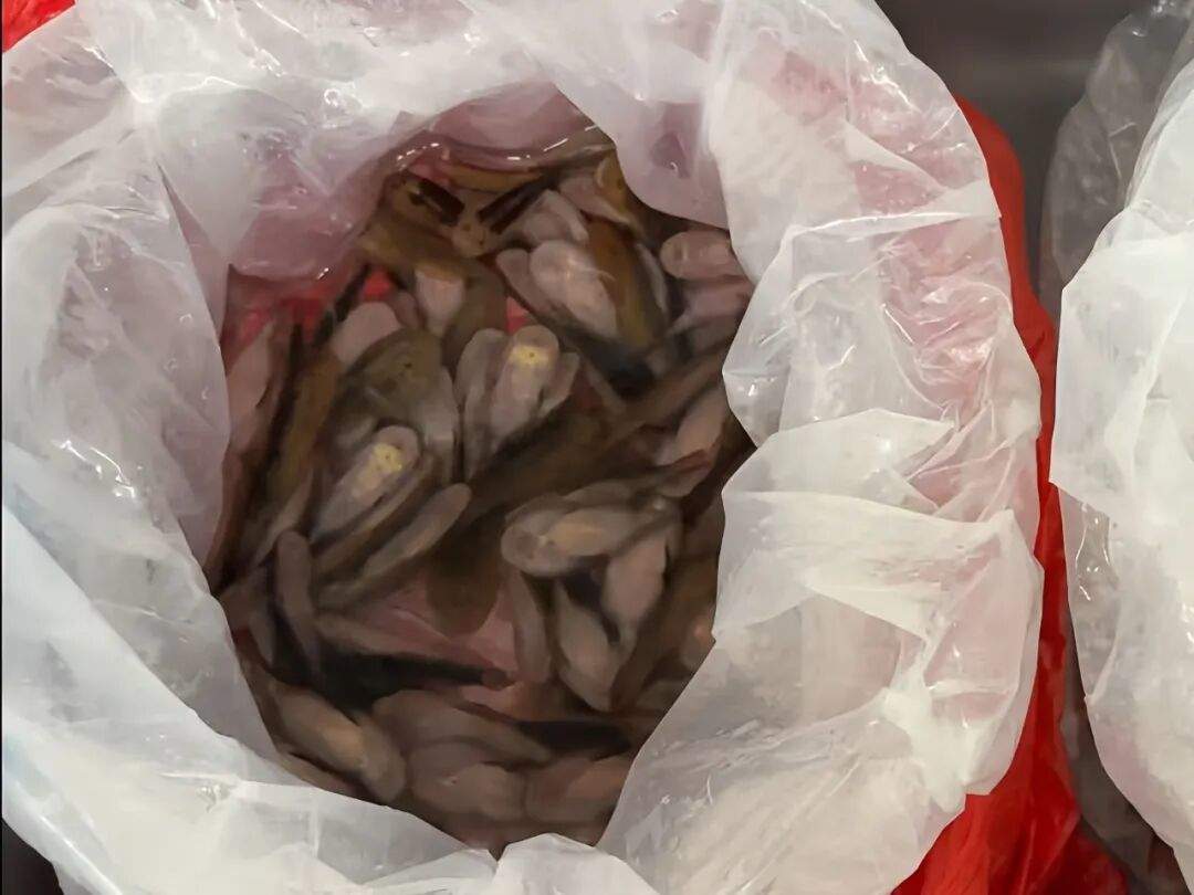 女子裙下藏229条活鱼进境，被海关查获！