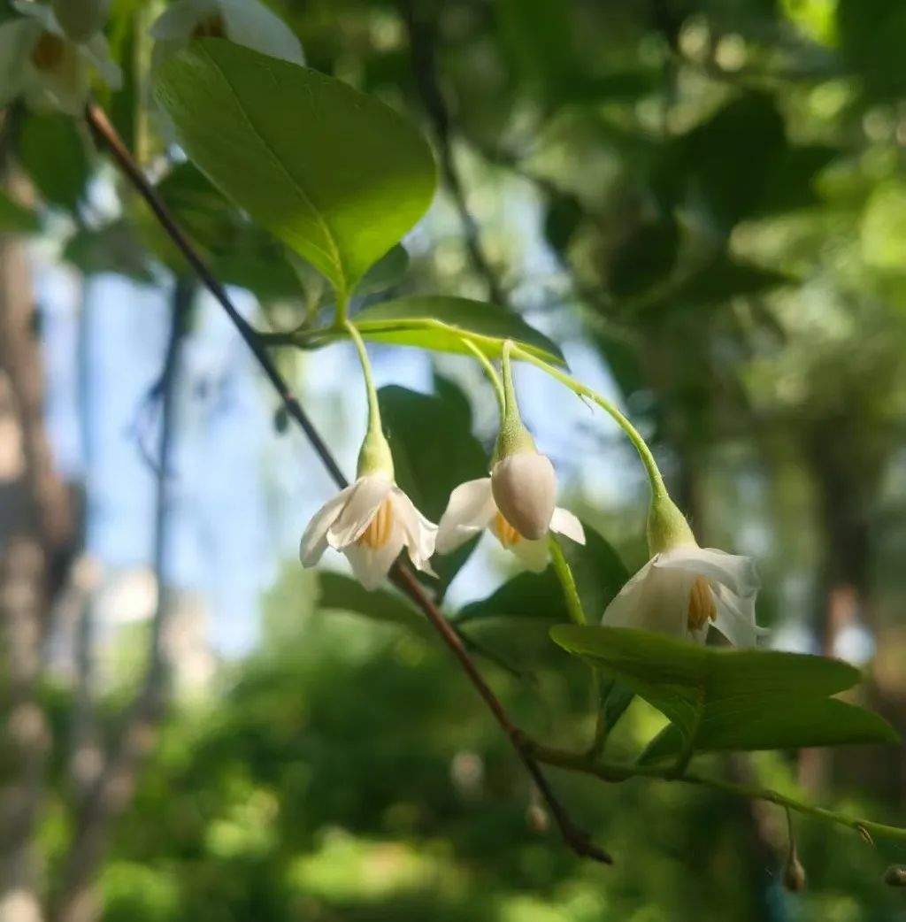 趵突泉景区仅有一株的野茉莉开花了