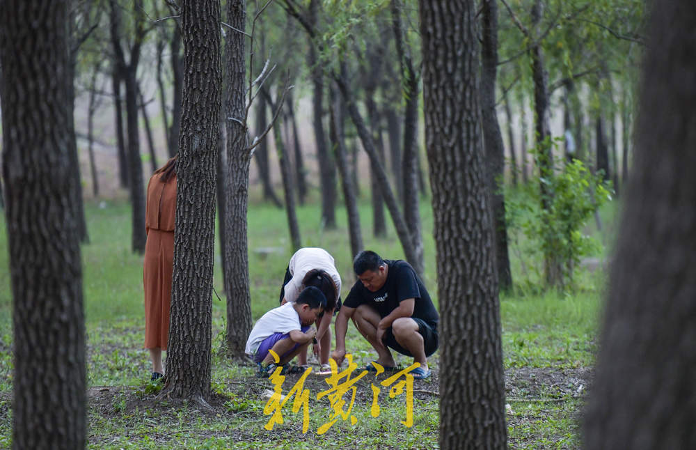 又到了摸知了猴的季节，树林里到处闪着手电筒的光