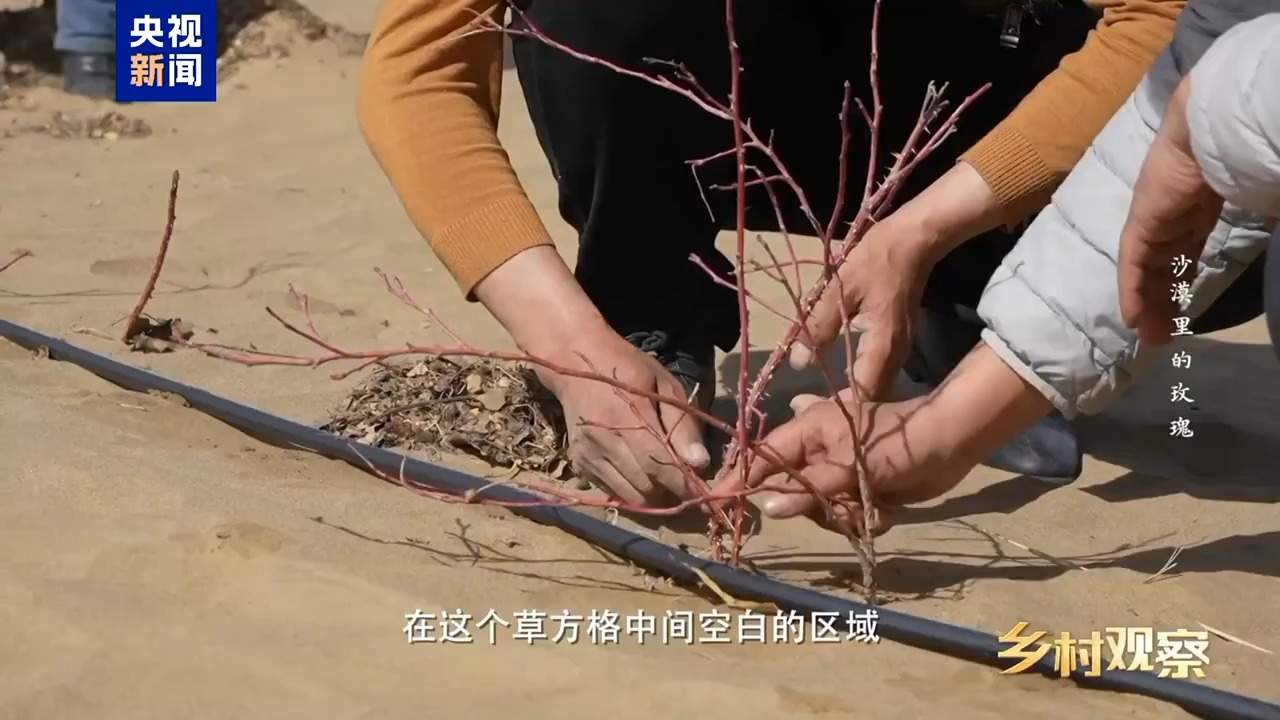 视频丨荒漠也可以成花海 看“沙漠玫瑰”背后的生态之变