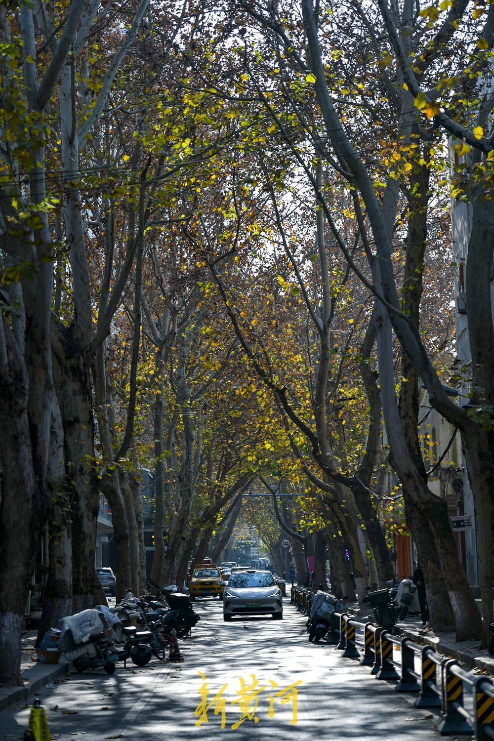 一年四季 泉在济南｜百年法桐织就“金色时光隧道” 济南老商埠冬日披金装 