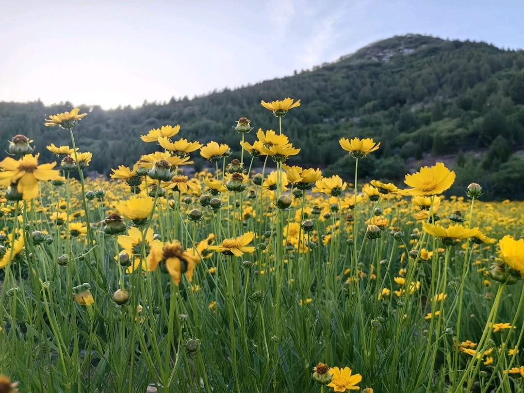 太出片了！济南这片宛如油画的花海进入盛花期，不要错过