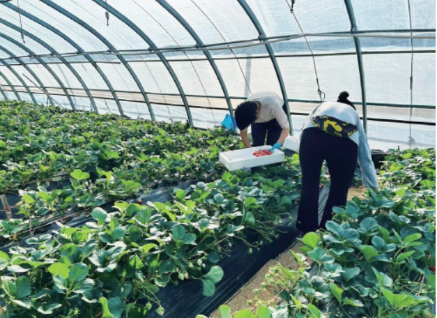 年产量10余万吨、产值超过20亿元 济南为草莓专门建了个工作站