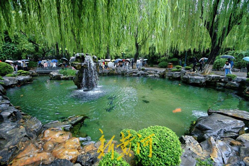 趵突泉水位再创新高、“月牙飞瀑”火出圈，游客雨中感受泉水魅力