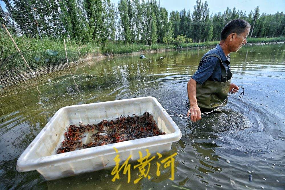 济南黄河北岸小龙虾迎丰收 高温下虾农捕捞不停歇