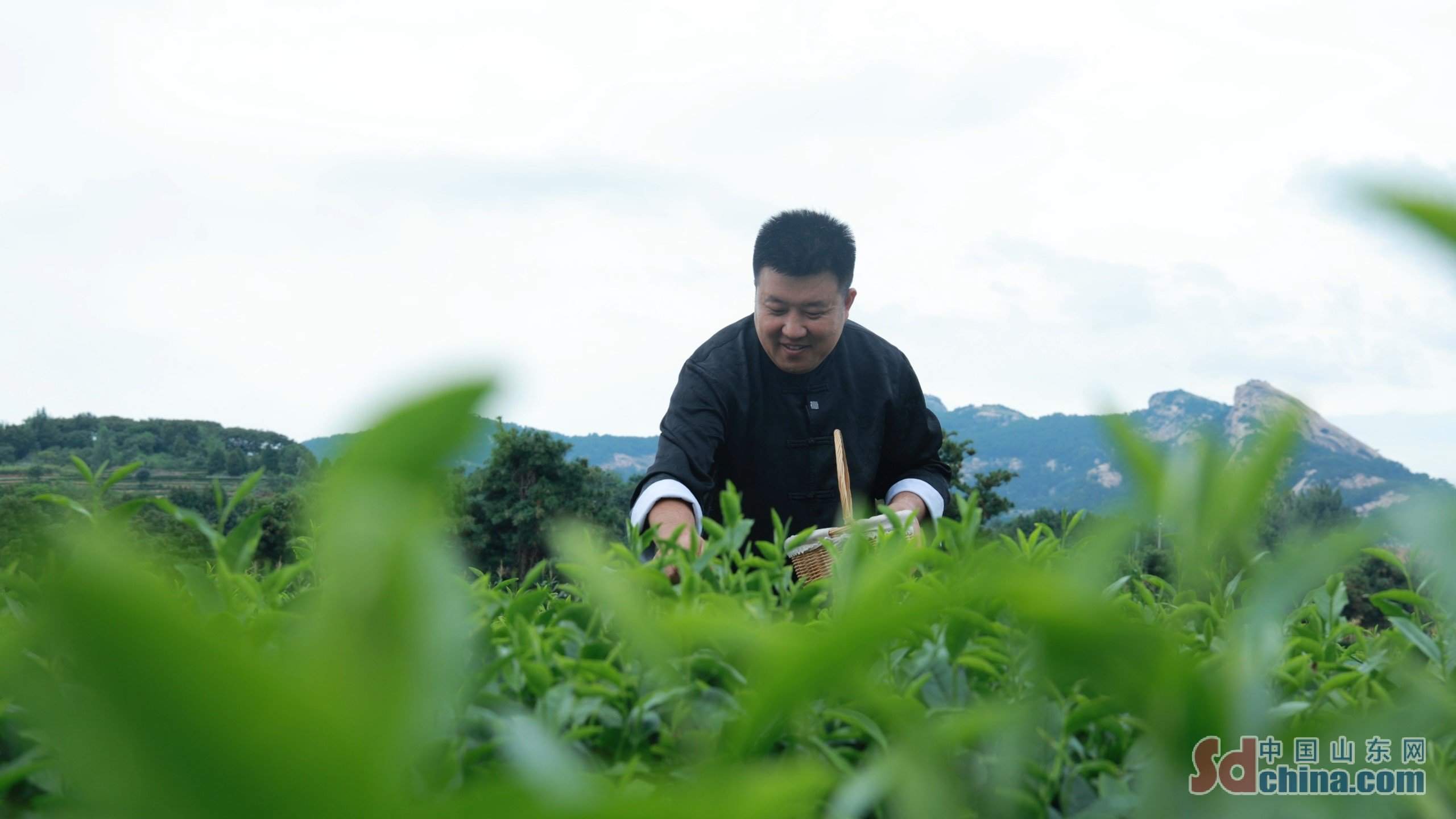 你好 守艺人丨不靠机器靠手艺 他把普通绿茶变成致富
