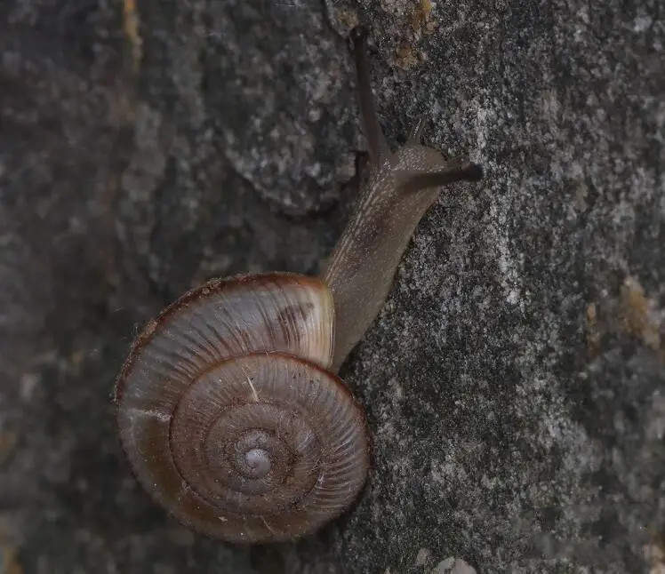 济南发现全球新记录蜗牛物种，命名为佛慧山华蜗牛
