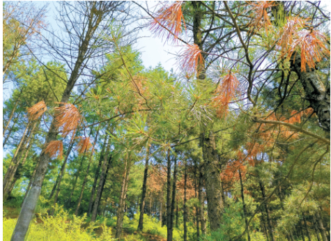 松材线虫病的危害有多大？如何有效“对症下药”？专家解读