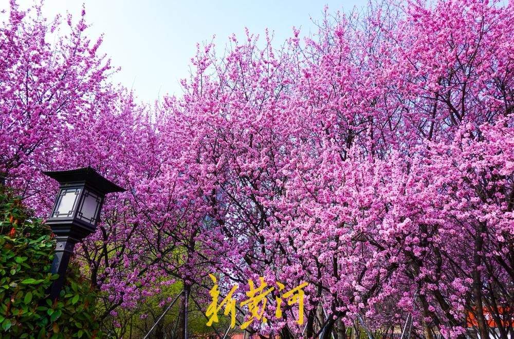 花开“梅”好时节，济南这处社区公园里花香四溢