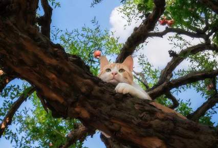 2026年科学选猫粮：不同年龄猫咪的粗蛋白含量标准与选购技巧