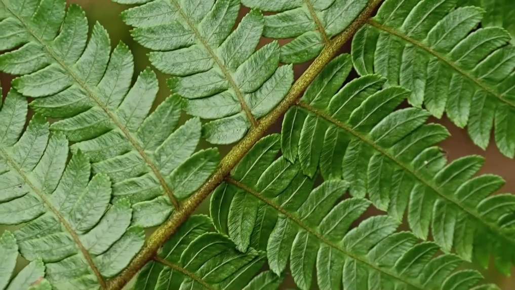 广西融安发现密集桫椤天然种群 曾是“恐龙口粮”