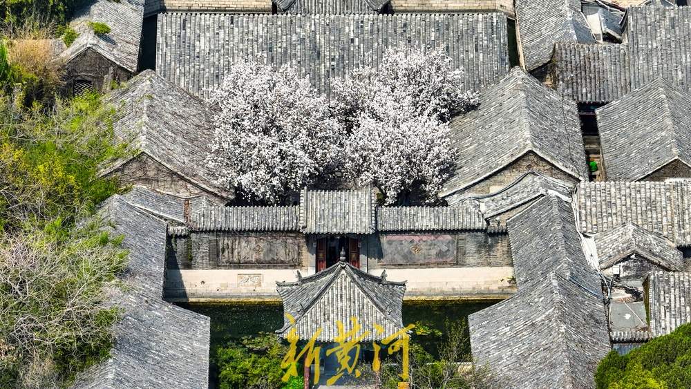 春日限定！趵突泉花柳相映，北方园林美成江南画卷