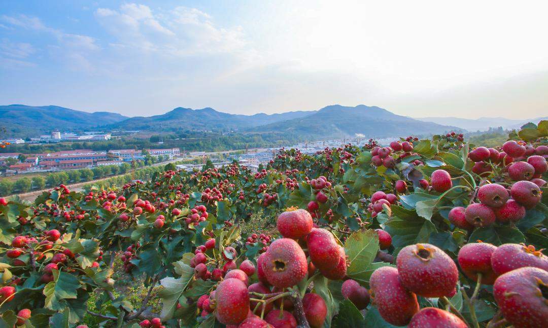 从“单打独斗”到“攥指成拳” ,片区化推进乡村振兴的现实选择