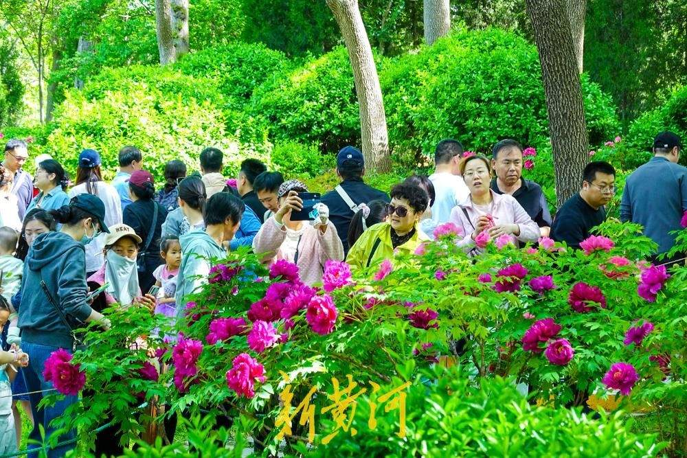 济南：4000余株、涵盖150个品种的牡丹次第盛开