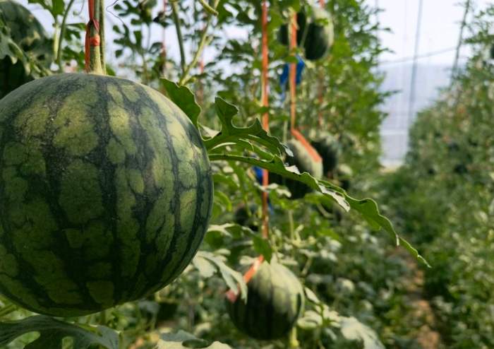 15—20元/斤，仁风富硒西瓜一周后将大量上市