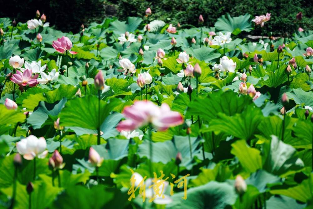 夏日限定！济南鲜花港万平荷塘荷花盛放