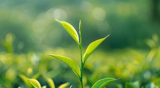 植物有大脑吗?有记忆吗? 农科院专家解答植物的浪漫“意识”